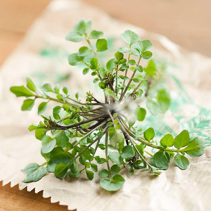 Gettyimages 110883586 thyme photoalto laurence mouton.jpg